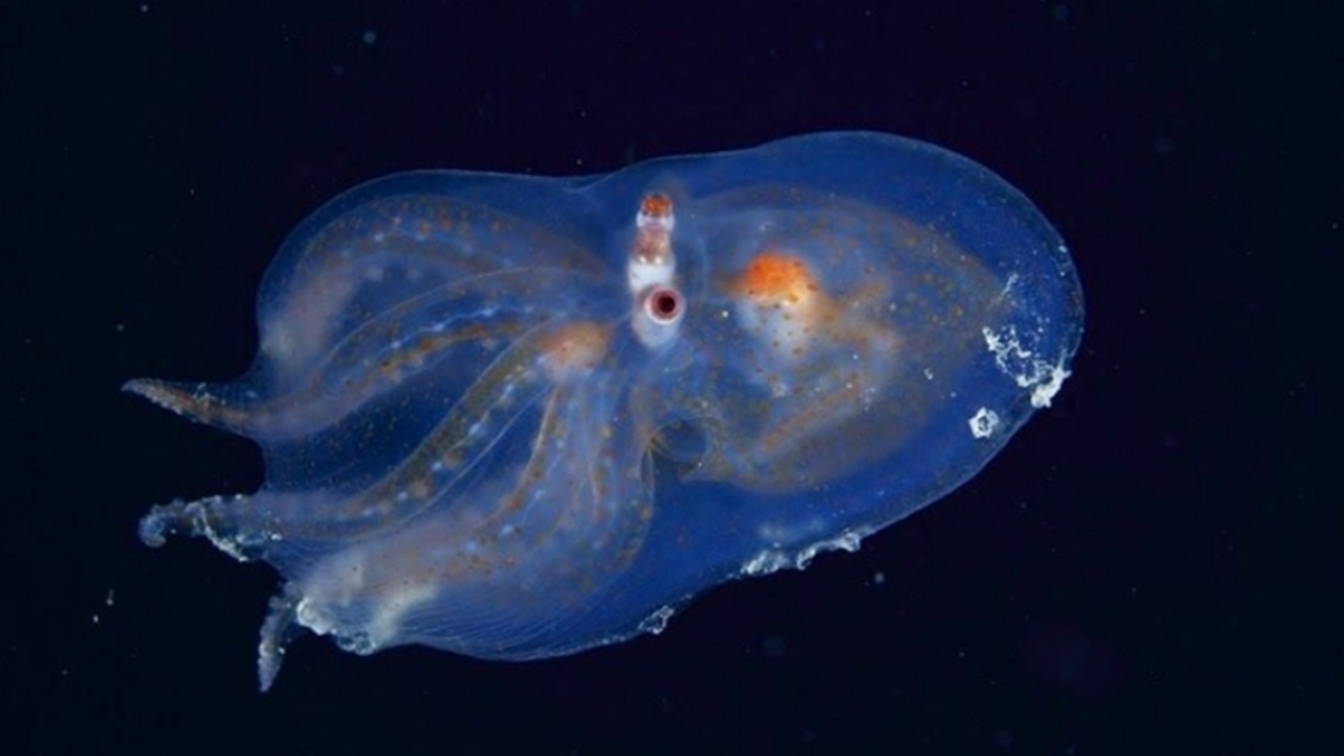 马里亚纳海沟的十大奇特生物（10个在马里亚纳海沟发现的神秘生物）