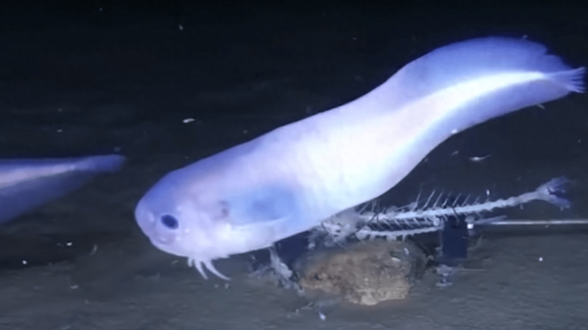 马里亚纳海沟的十大奇特生物（10个在马里亚纳海沟发现的神秘生物）