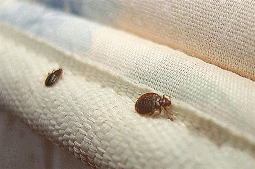 家庭常见十大害虫，十种家里容易出现的虫子