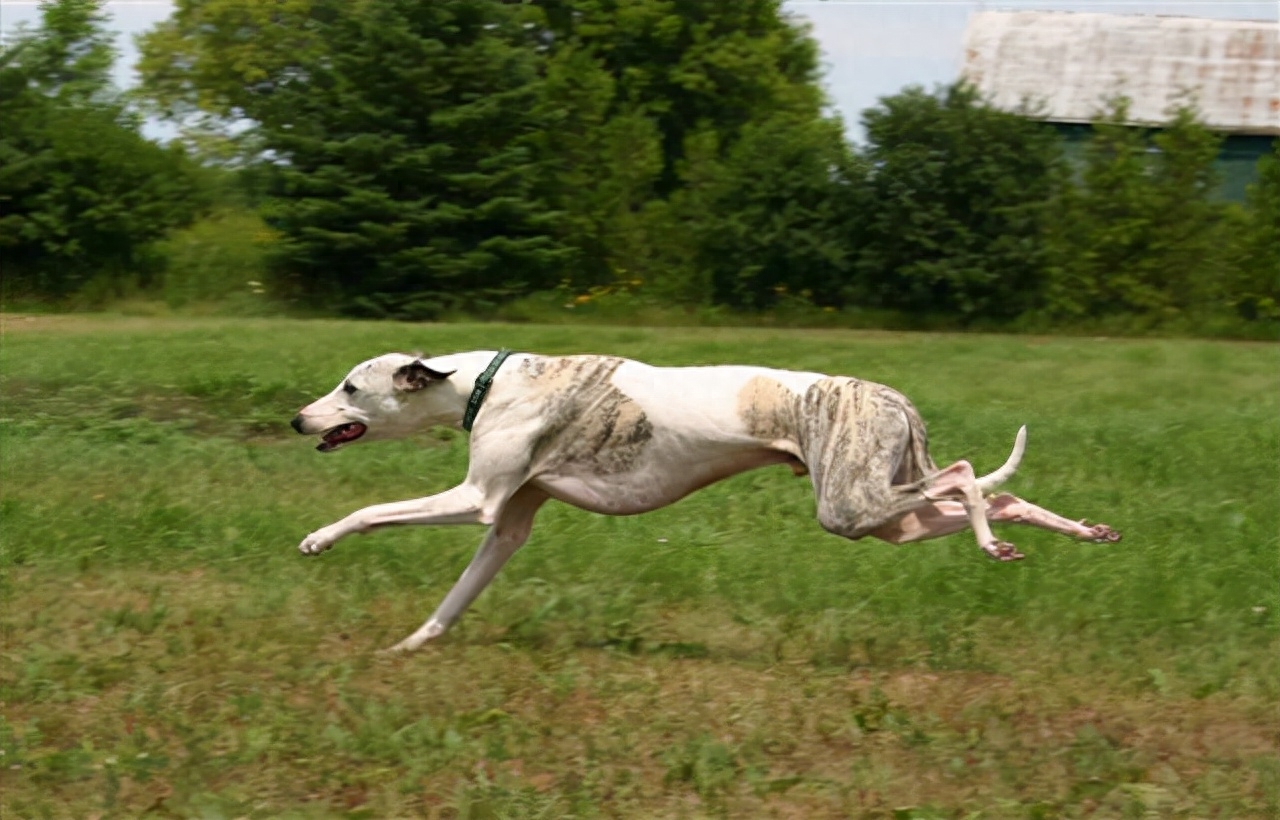世界上速度最快的十大猎犬排名（地球上10种速度最快的狗）