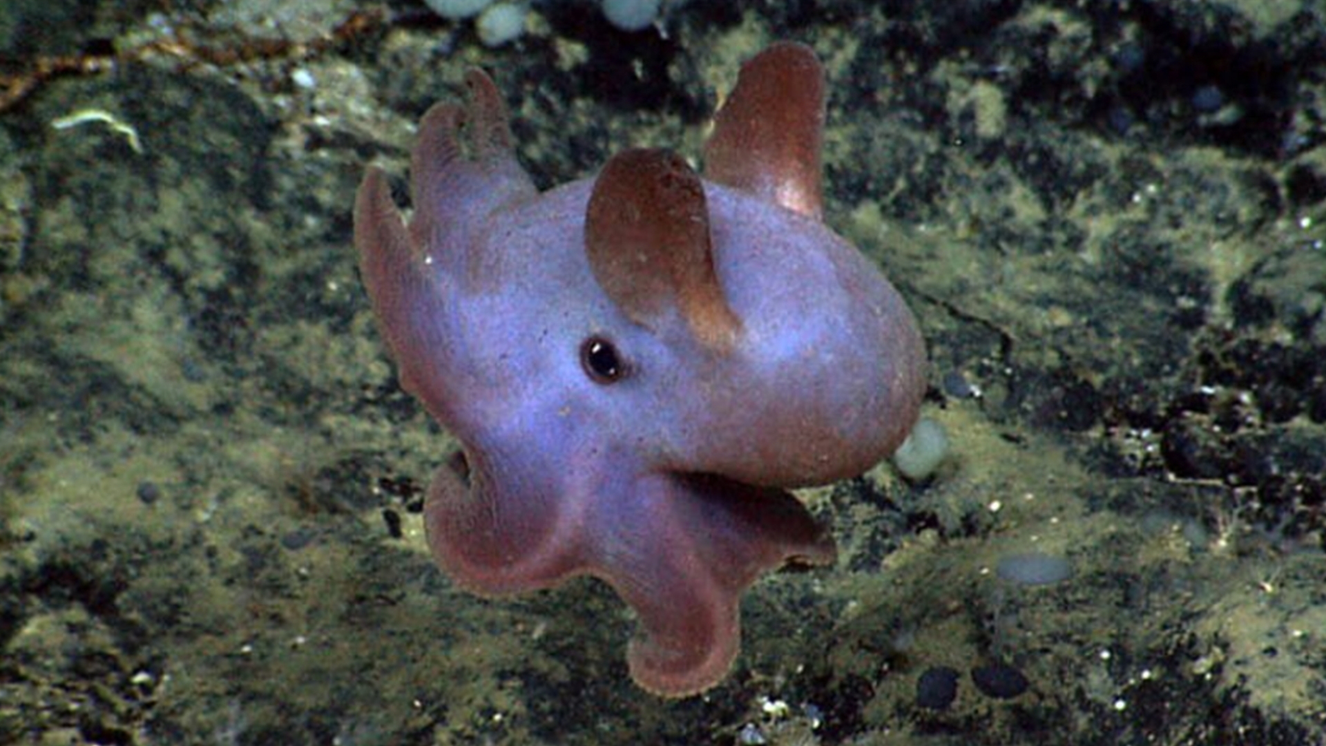 马里亚纳海沟的十大奇特生物（10个在马里亚纳海沟发现的神秘生物）
