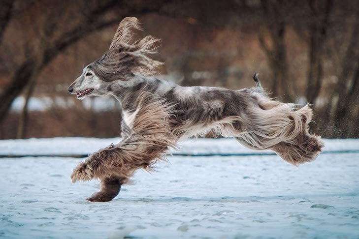 世界上速度最快的十大猎犬排名（地球上10种速度最快的狗）