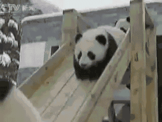 “国宝”大熊猫的寿命一般是多久，死后又是怎么处理的，你知道吗