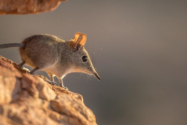 世界十大活化石动物，诞生在远古时代的活化石生物