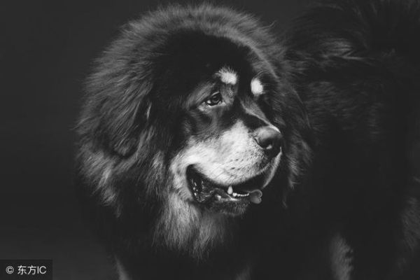 世界十大顶级护卫犬(护卫犬排行榜前十名)