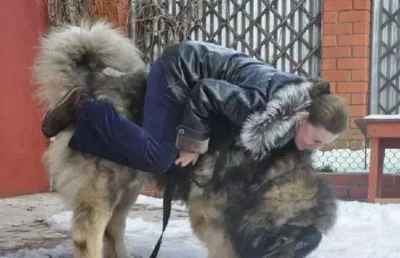 护卫犬排行榜前十名(世界上最优秀的十大护卫犬)