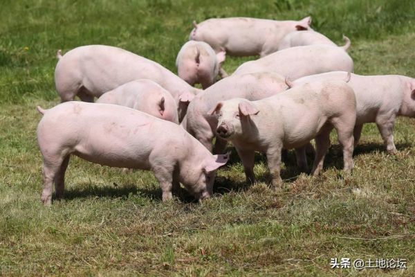 2023年养猪还能挣钱吗，养几头猪一年能挣10万？