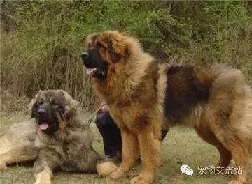 打架最猛的狗十大排行（世界十大打架最猛犬）