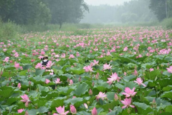 山东枣庄十大旅游景点（枣庄十大旅游景点推荐）