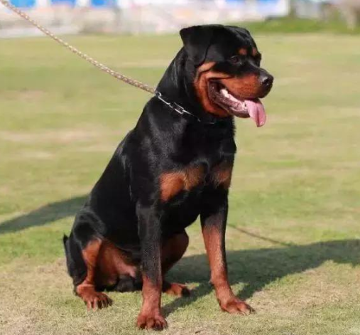 护卫犬排行榜前十名(世界上最优秀的十大护卫犬)