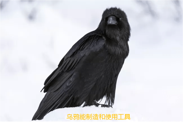 世界十大聪明动物，世界上最聪明的动物前10名