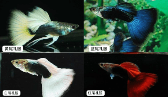 十大最漂亮的孔雀鱼（十大好看的孔雀鱼品种）