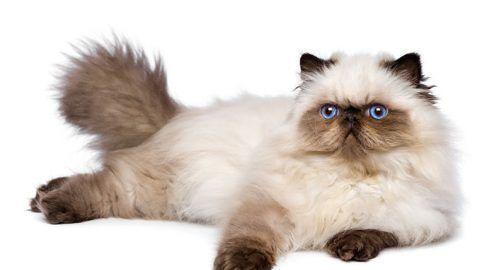 什么猫最粘人？十大最粘人猫咪，最后一个你一定没想到！