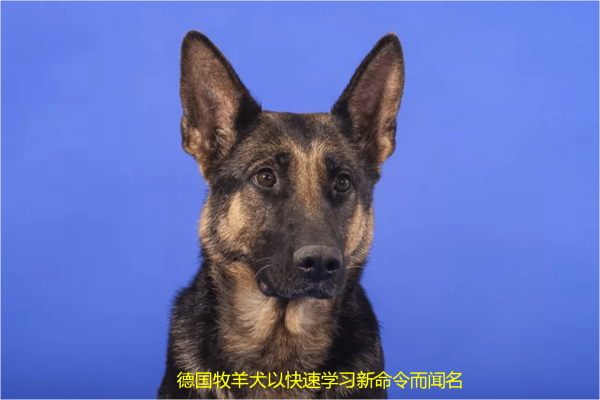 世界十大聪明动物，世界上最聪明的动物前10名