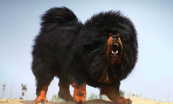 世界十大大型犬排名