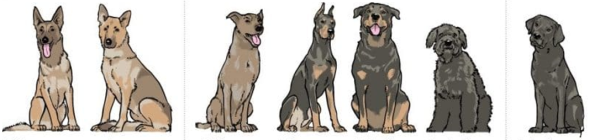 世界十大警犬，史上10大特级军犬