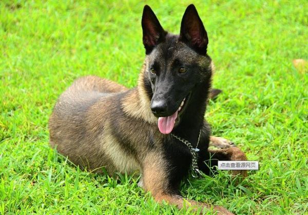 护卫犬排行榜前十名(世界上最优秀的十大护卫犬)