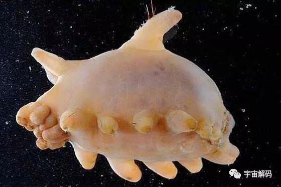 南极十大最独特的动物,南极恐怖10大神秘生物 南极十大最独特的动物,南极恐怖10大神秘生物