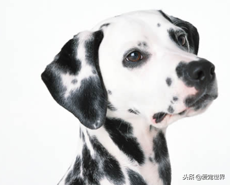 中型犬适合家养的狗,十大适合家养的中型狗推荐
