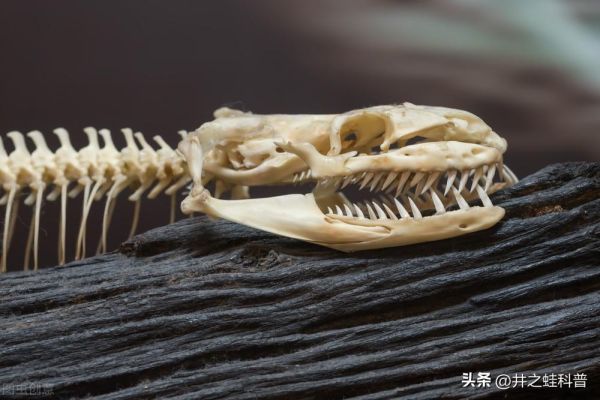 远古最可怕的三大巨蛇（盘点远古三大巨蟒）