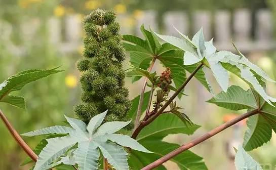 世界十大最危险植物，这10种植物看见了要远离