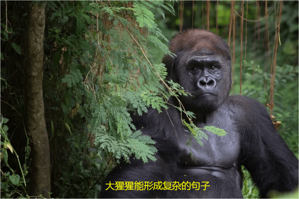 世界十大聪明动物，世界上最聪明的动物前10名