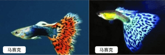 十大最漂亮的孔雀鱼（十大好看的孔雀鱼品种）