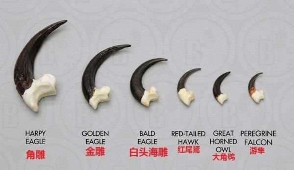 世界十大猛禽实力排名（猛禽战力排行前十名）