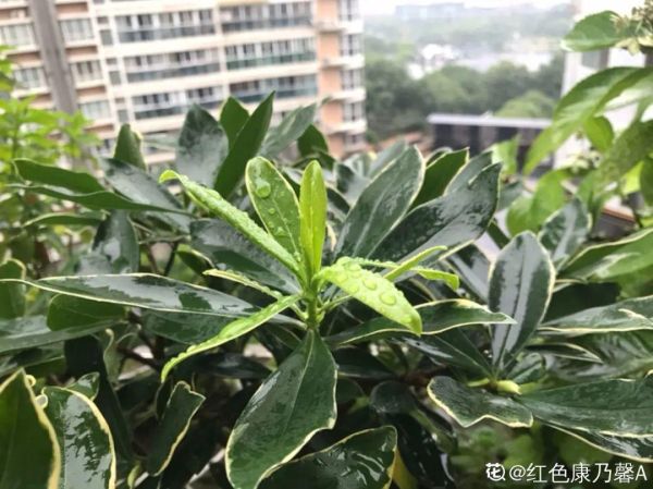 十大最香的耐寒的花，这10种花不怕冷