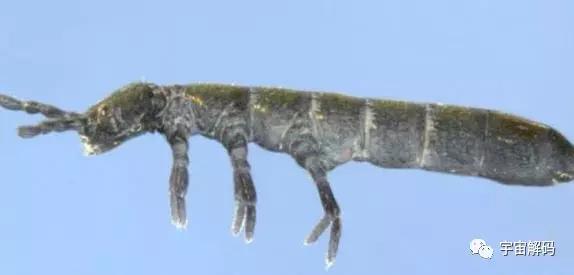 南极十大最独特的动物,南极恐怖10大神秘生物 南极十大最独特的动物,南极恐怖10大神秘生物