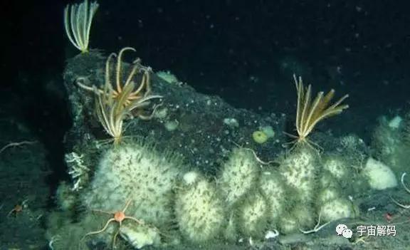 南极十大最独特的动物,南极恐怖10大神秘生物 南极十大最独特的动物,南极恐怖10大神秘生物