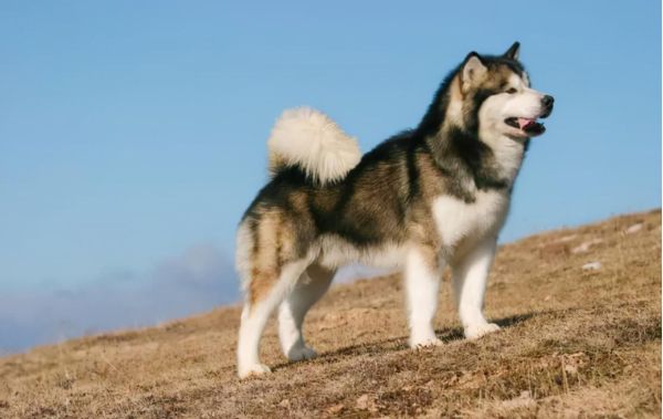 世界十大恶犬（世界上最凶猛的十种狗）