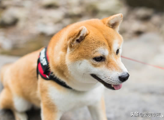 中型犬适合家养的狗,十大适合家养的中型狗推荐