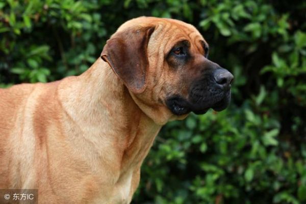 世界十大顶级护卫犬(护卫犬排行榜前十名)