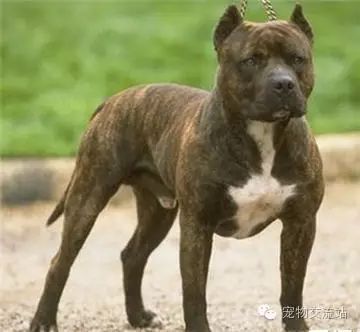 打架最猛的狗十大排行（世界十大打架最猛犬）