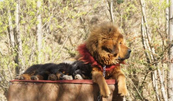 护卫犬排行榜前十名(世界上最优秀的十大护卫犬)