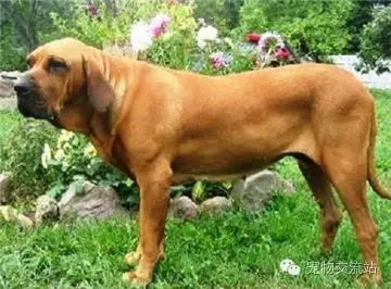 打架最猛的狗十大排行（世界十大打架最猛犬）