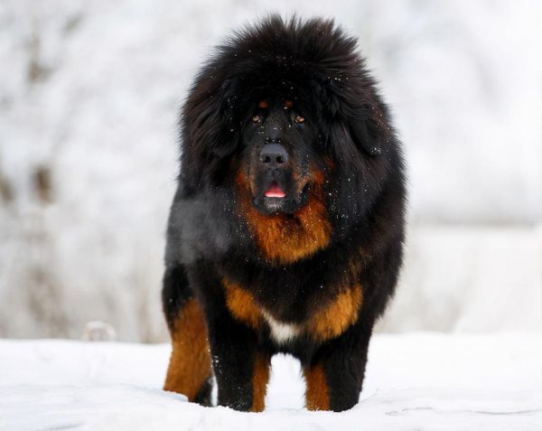 世界十大恶犬（世界上最凶猛的十种狗）