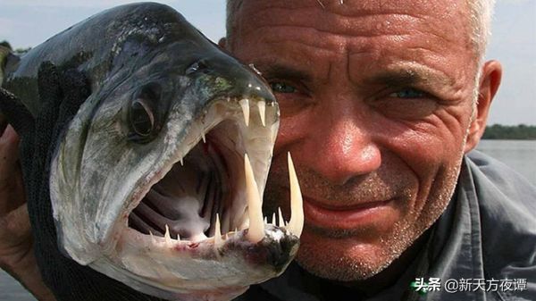 世界上十大最危险鱼，10种对人类最危险的鱼类