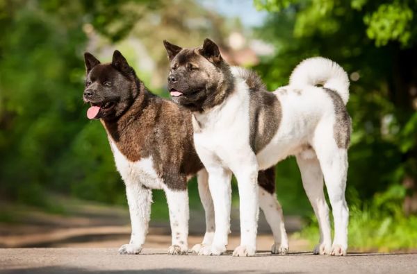 世界十大恶犬（世界上最凶猛的十种狗）