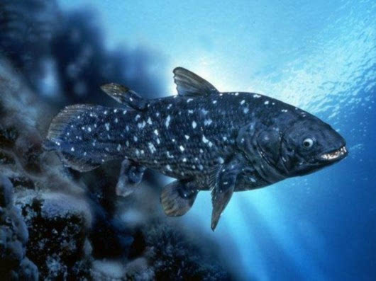 十大最罕见的深海鱼（10大最难见到的海洋动物）