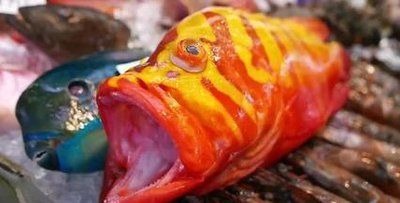 世界十大最贵鱼种，最贵达单尾2119万