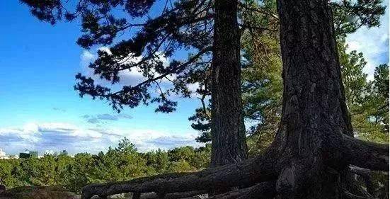 呼伦贝尔必去的十大景点（呼伦贝尔旅游景点排名前十）