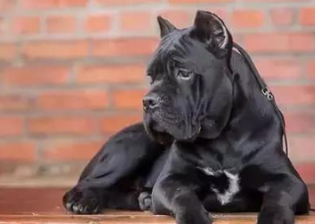 护卫犬排行榜前十名(世界上最优秀的十大护卫犬)
