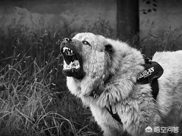 世界十大顶级护卫犬(护卫犬排行榜前十名)