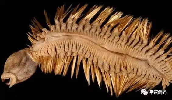 南极十大最独特的动物,南极恐怖10大神秘生物 南极十大最独特的动物,南极恐怖10大神秘生物