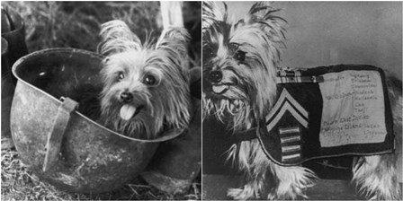 世界十大警犬，史上10大特级军犬