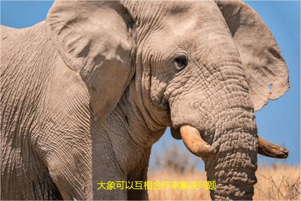 世界十大聪明动物，世界上最聪明的动物前10名