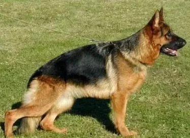 护卫犬排行榜前十名(世界上最优秀的十大护卫犬)