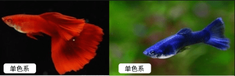 十大最漂亮的孔雀鱼（十大好看的孔雀鱼品种）